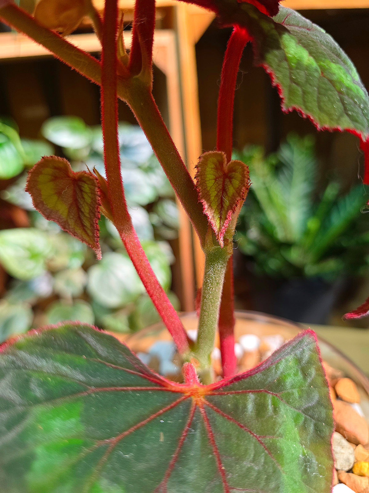 Begonia Cathayana 夢幻竹節秋海棠