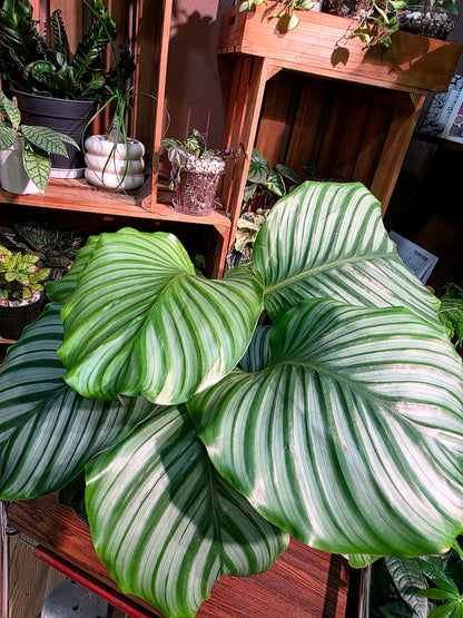 Calathea orbifolia 青蘋果竹芋