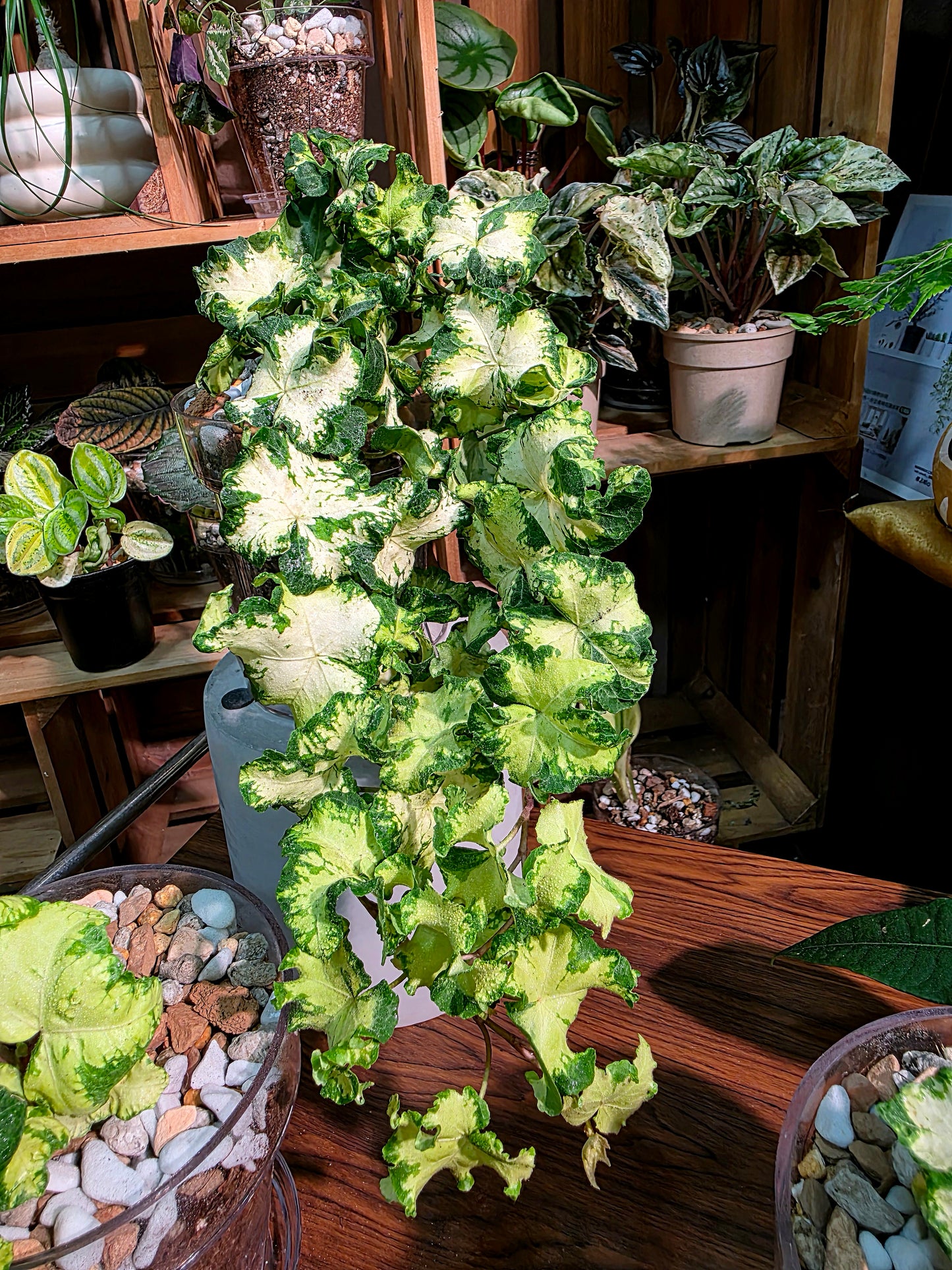Hedera helix moonlight 雙株版月光燈常春藤