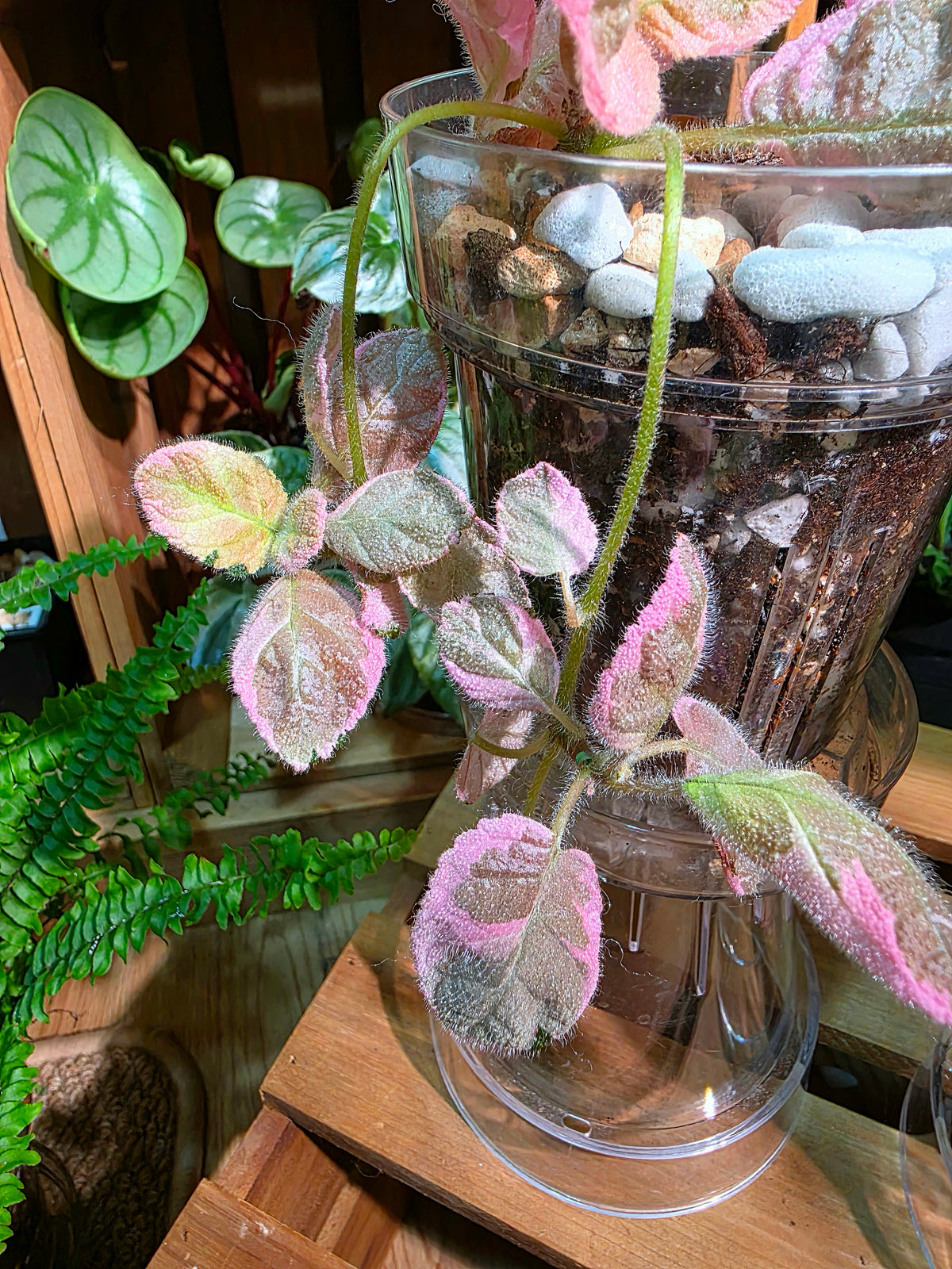 Episcia Pink Smoke