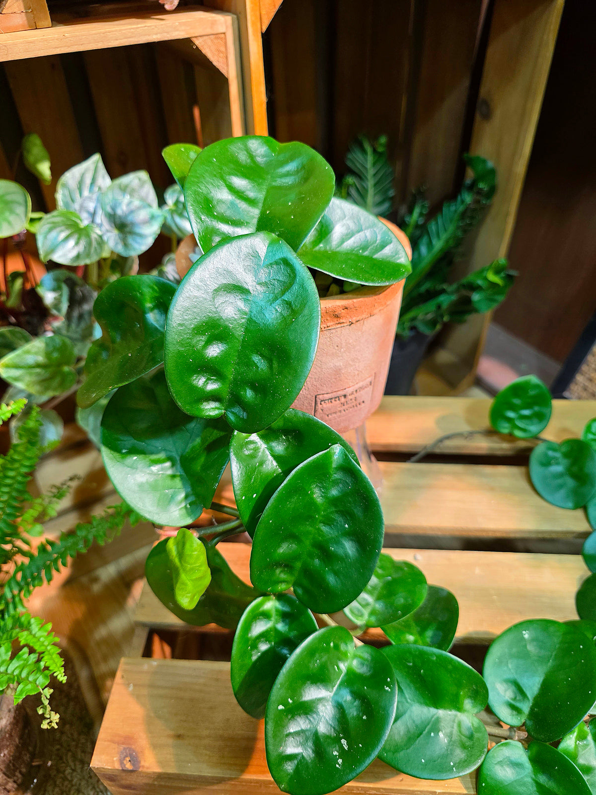 Hoya Carnosa Clinton 克林頓球蘭