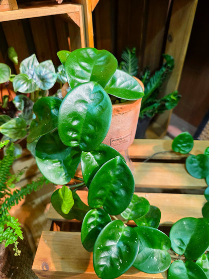 Hoya Carnosa Clinton 克林頓球蘭
