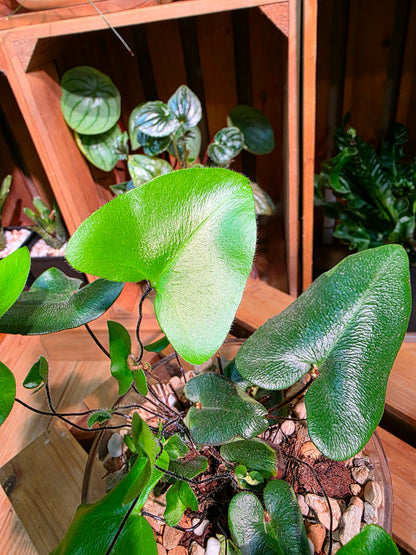 Heart-leaf Fern