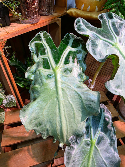 Alocasia venom 毒液海芋