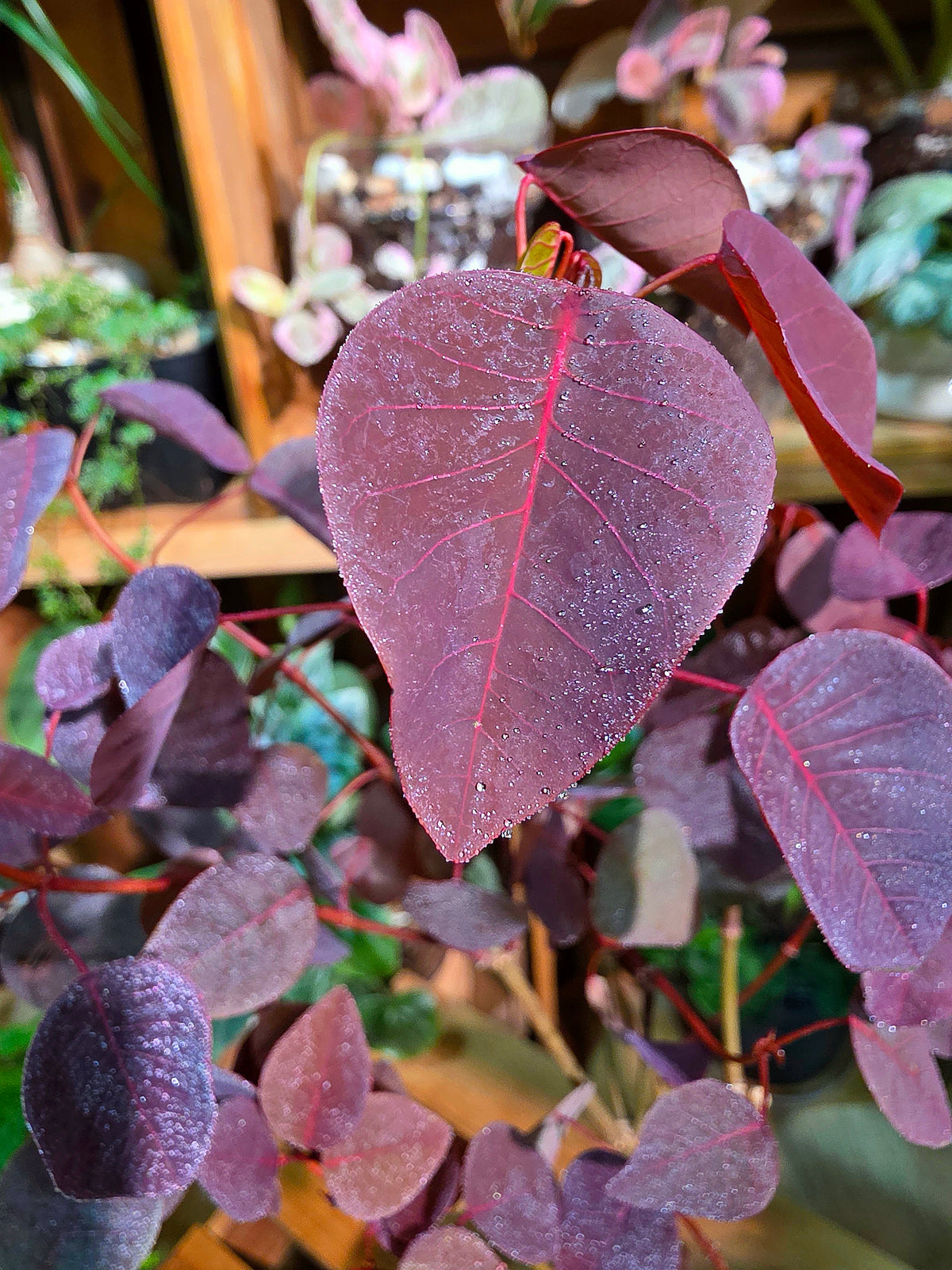 Euphorbia cotinifolia Copper Plant