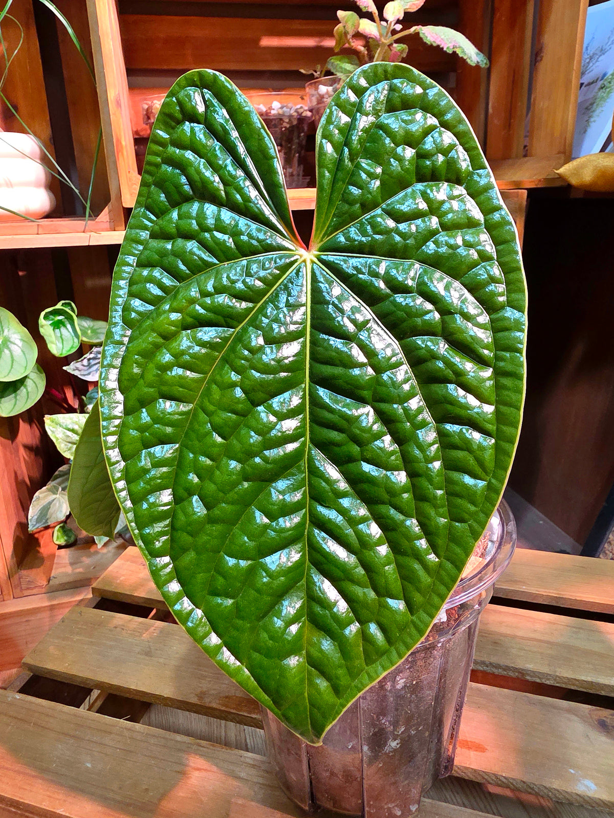 Anthurium luxurians platinum
