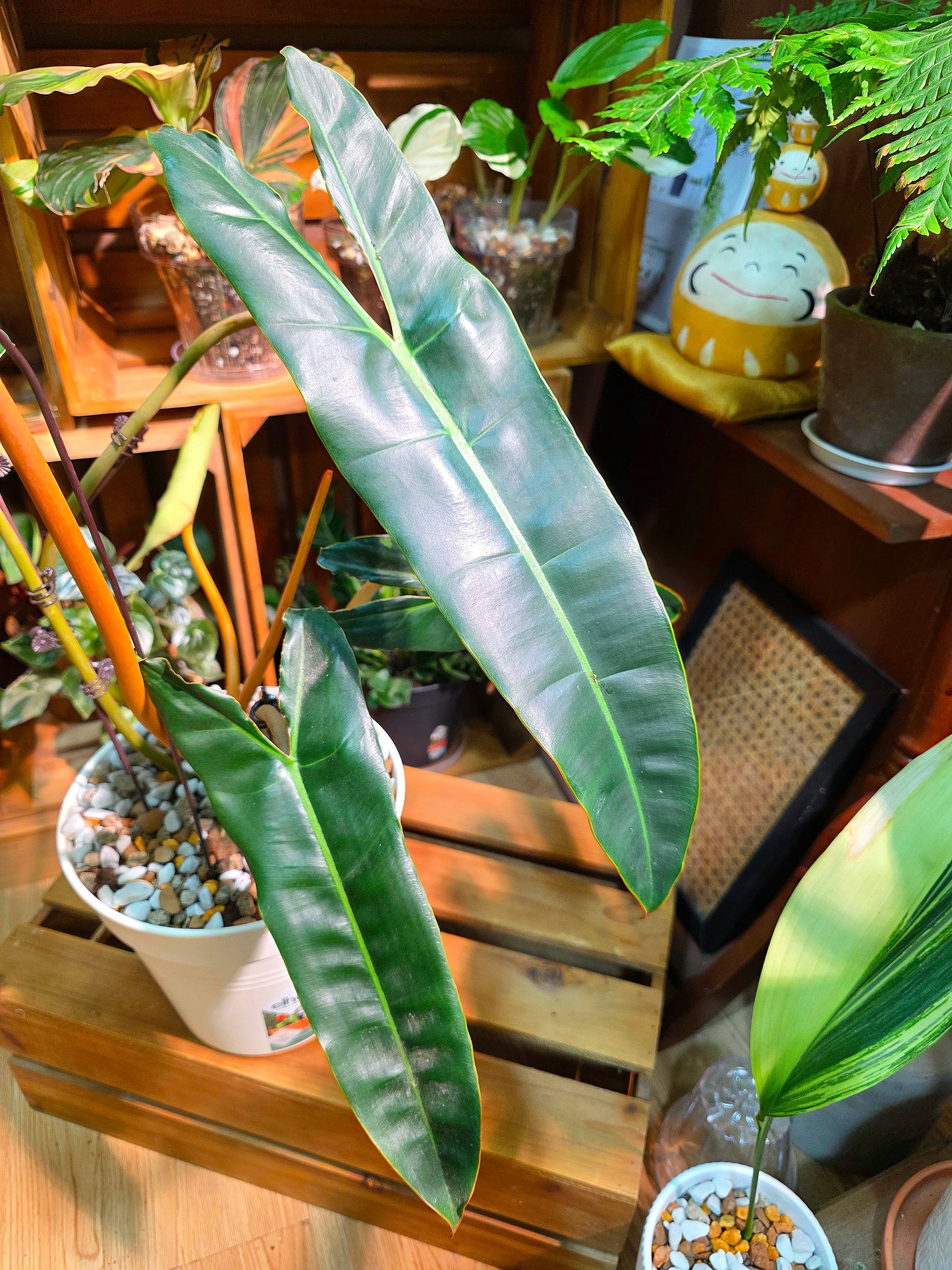 Philodendron billietiae