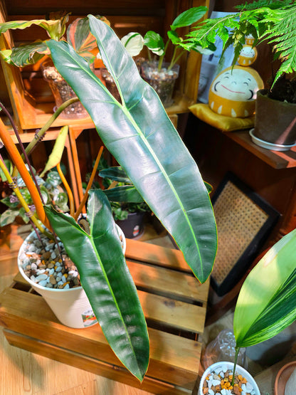 Philodendron billietiae