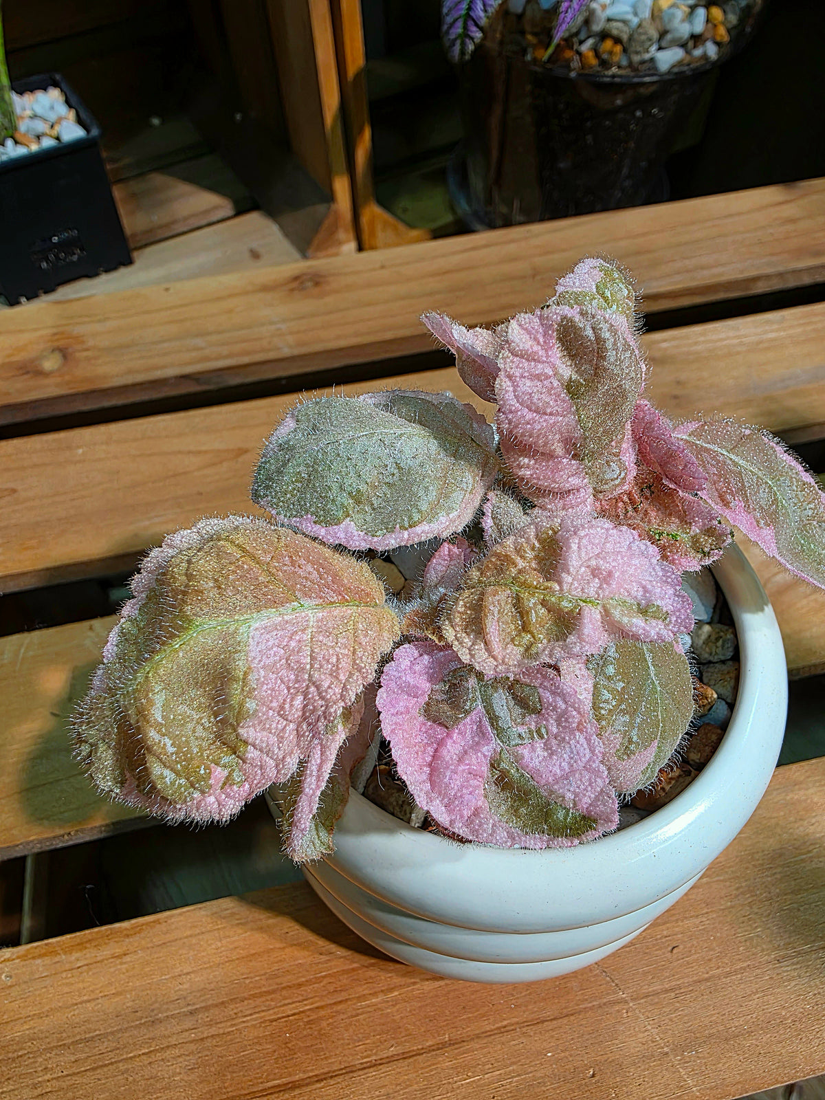 Episcia Pink Smoke
