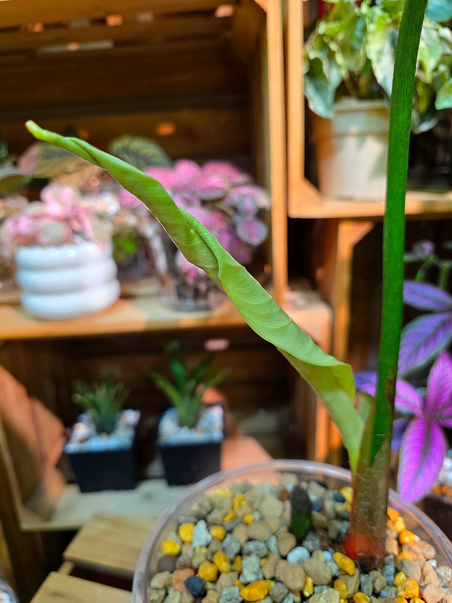Philodendron sp Colombia 哥倫比亞蔓綠絨
