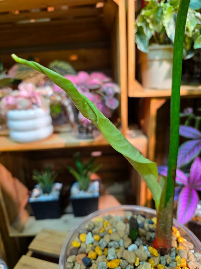 Philodendron sp Colombia 哥倫比亞蔓綠絨