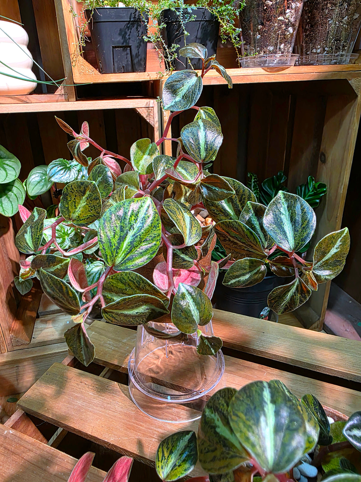 Peperomia metallica variegated 斑葉貓眼石椒草