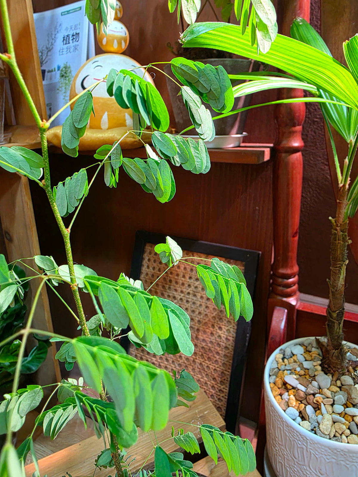Libidibia ferrea 鐵架木
