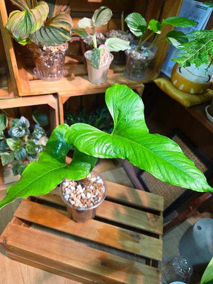 Anthurium draconopterum 龍形花燭