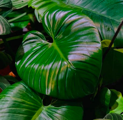 Philodendron pittieri 皮蒂蔓綠絨