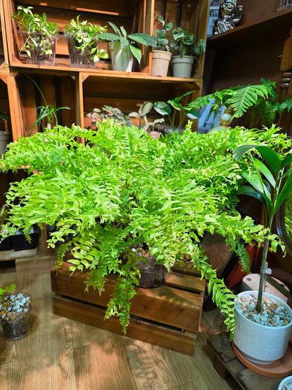 Nephrolepis exaltata 黃金波士頓蕨