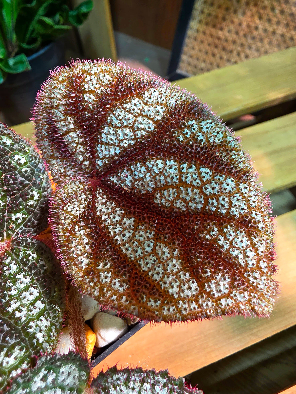 Begonia masoniana diamond 鑽石鐵十字秋海棠