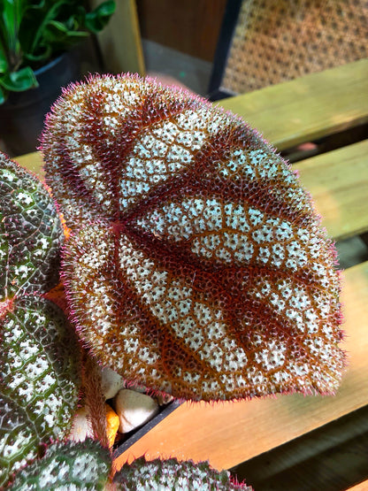 Begonia masoniana diamond 鑽石鐵十字秋海棠
