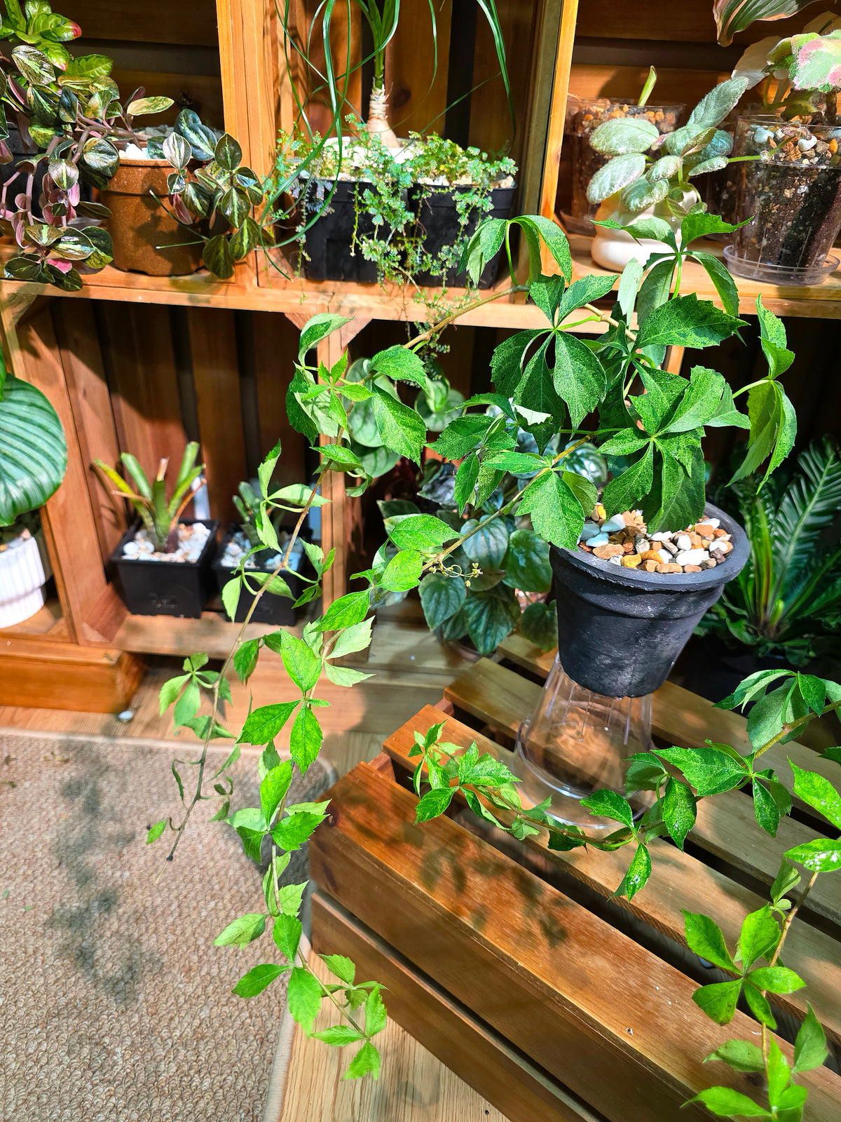 Parthenocissus quinquefolia variegated 五葉地錦星雨