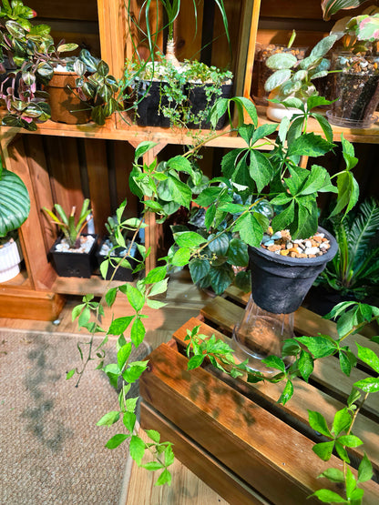 Parthenocissus quinquefolia variegated 五葉地錦星雨