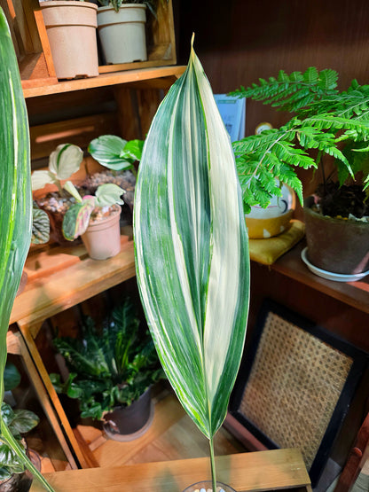 Aspidistra elatior variegated