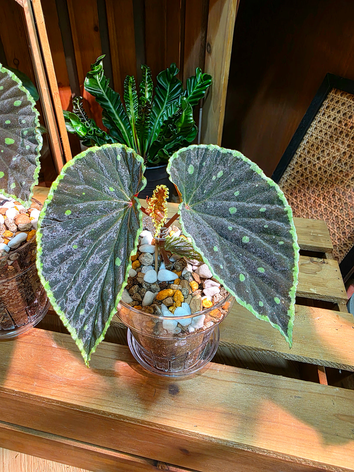 Begonia Darth Vader Green Spots 波點黑武士秋海棠