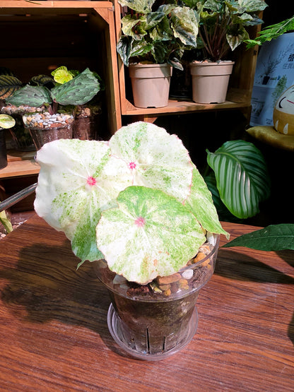 Begonia rouge variegated 胭脂錦秋海棠