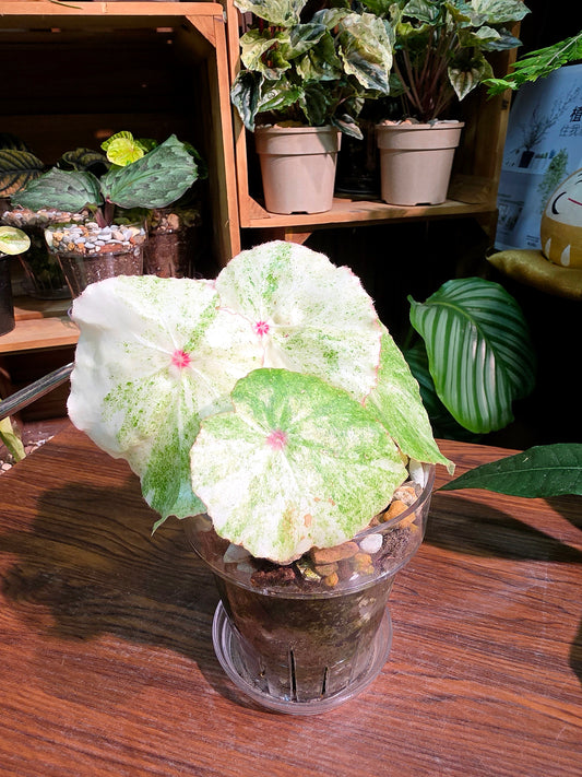 Begonia rouge variegated 胭脂錦秋海棠