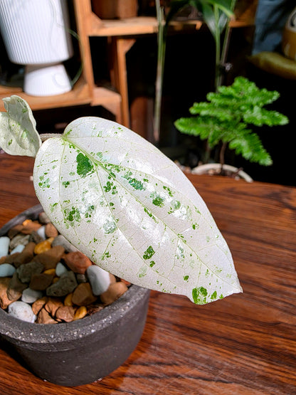 Piper variegated mint 薄荷胡椒