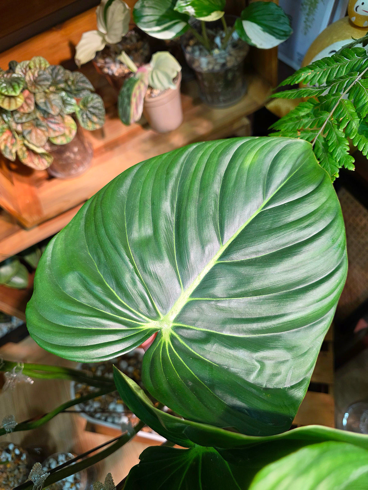 Philodendron McDowell