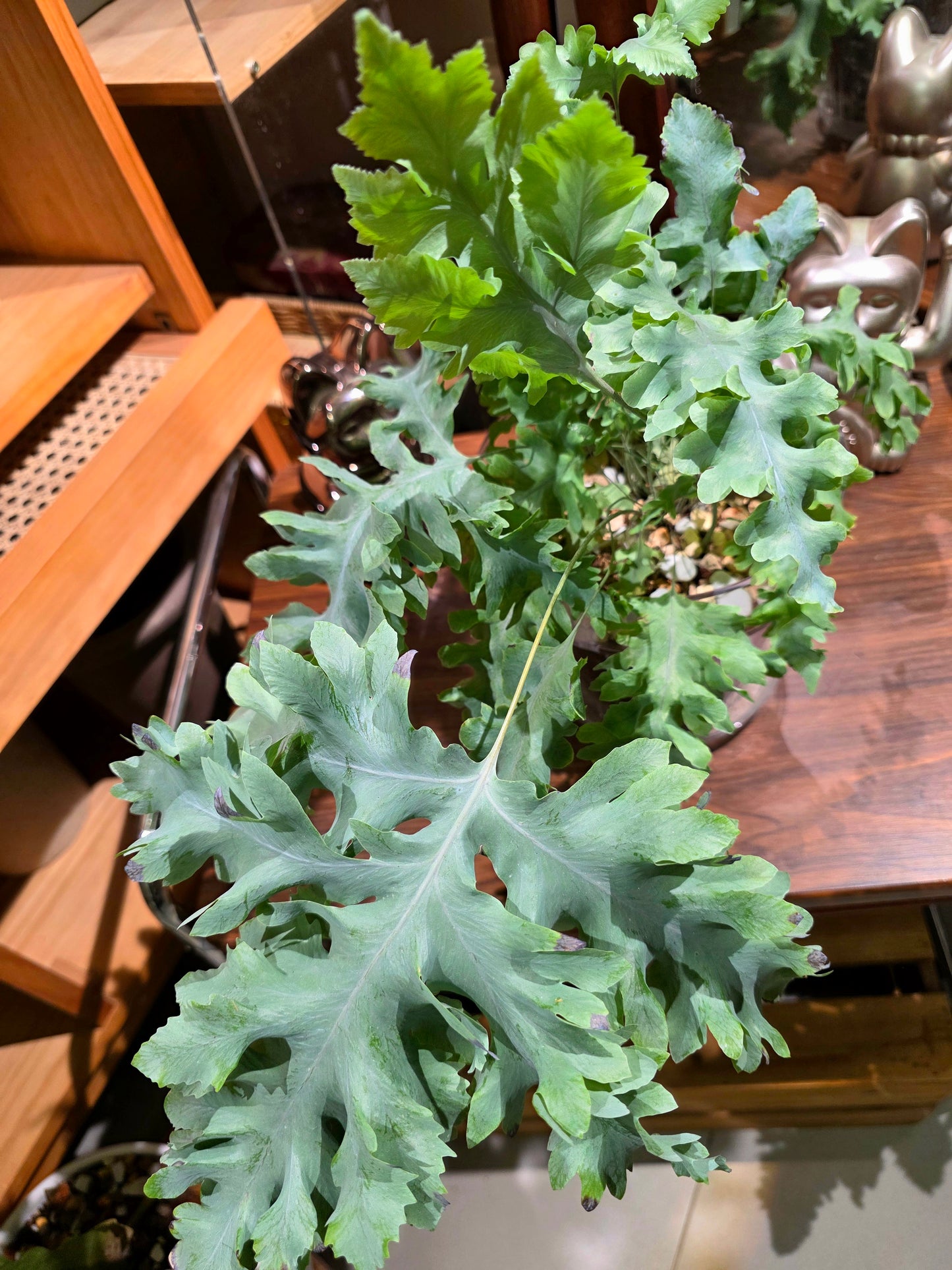 Phlebodium aureum davana 綴化藍星水龍骨