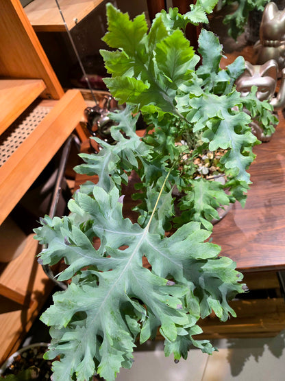 Phlebodium aureum davana 綴化藍星水龍骨