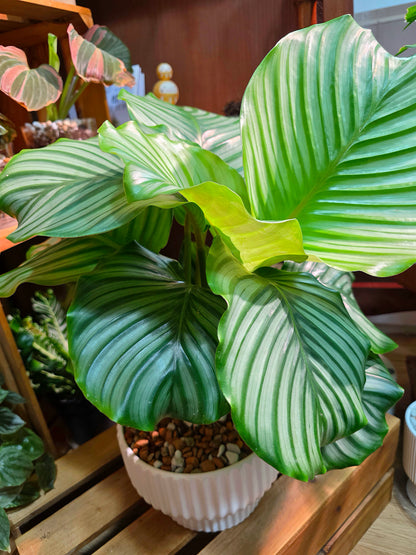Calathea orbifolia 青蘋果竹芋