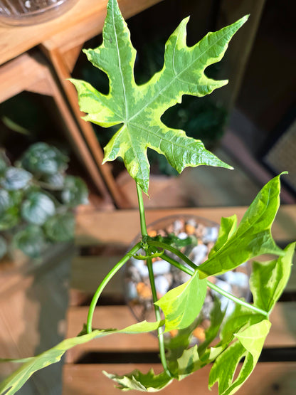 Cnidoscolus aconitifolius var. variegata