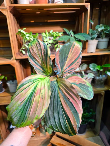 Kaempferia pulchra variegated