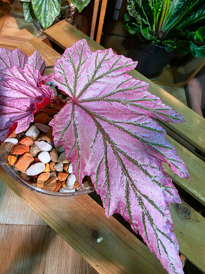 Begonia lamoon 月見櫻秋海棠