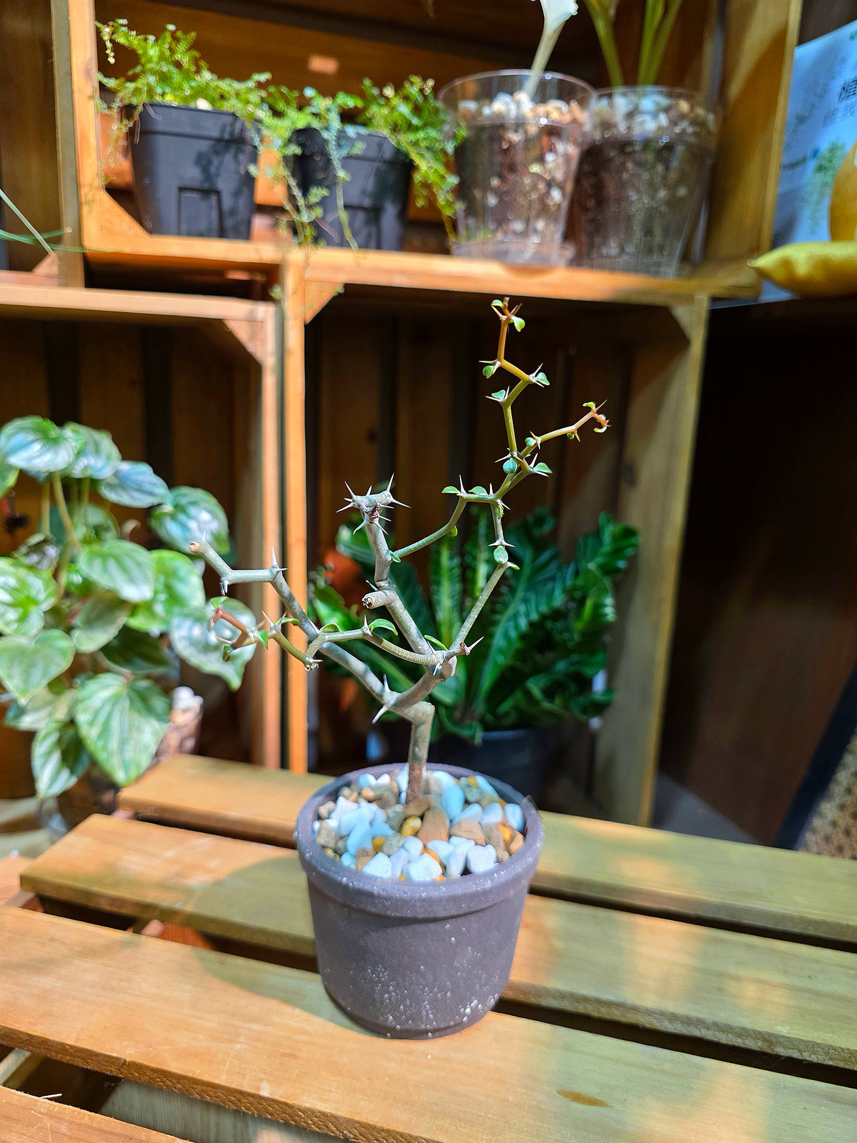 Decarya madagascariensis 彎彎曲曲樹