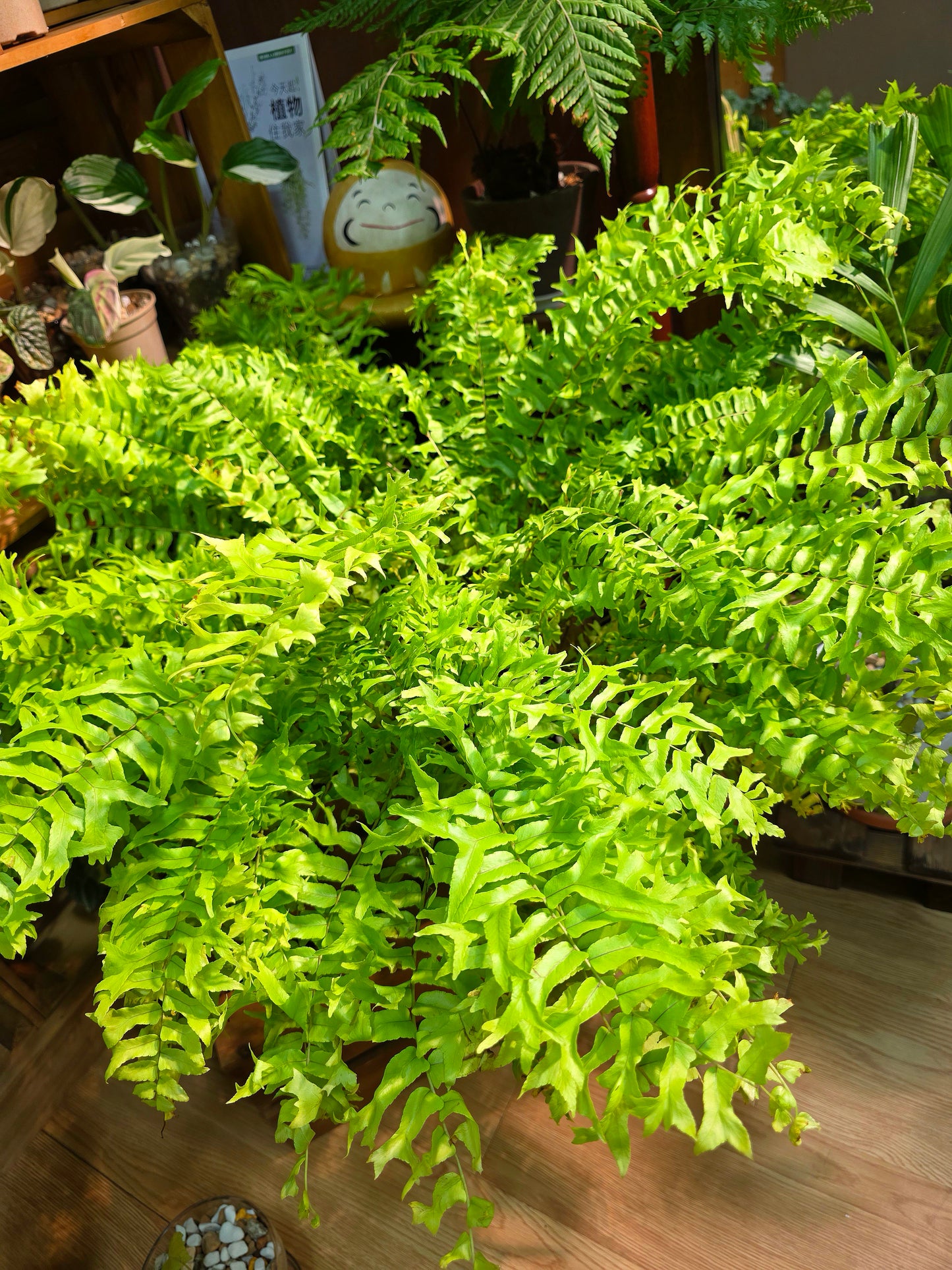 Nephrolepis exaltata 黃金波士頓蕨