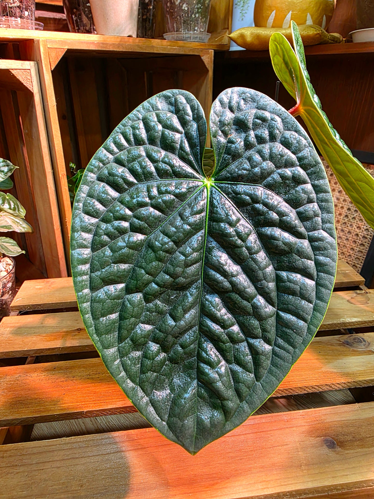 Anthurium luxurians platinum