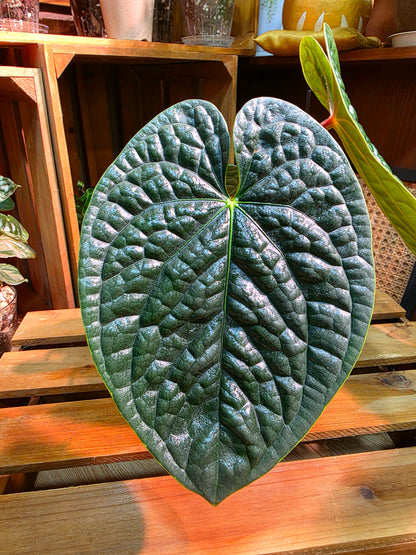 Anthurium luxurians platinum