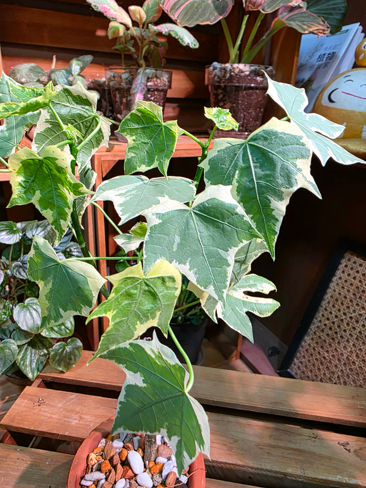 Cnidoscolus aconitifolius var. variegata