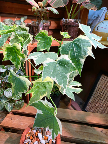 Cnidoscolus aconitifolius var. variegata