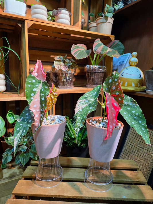 Begonia maculata variegated pink