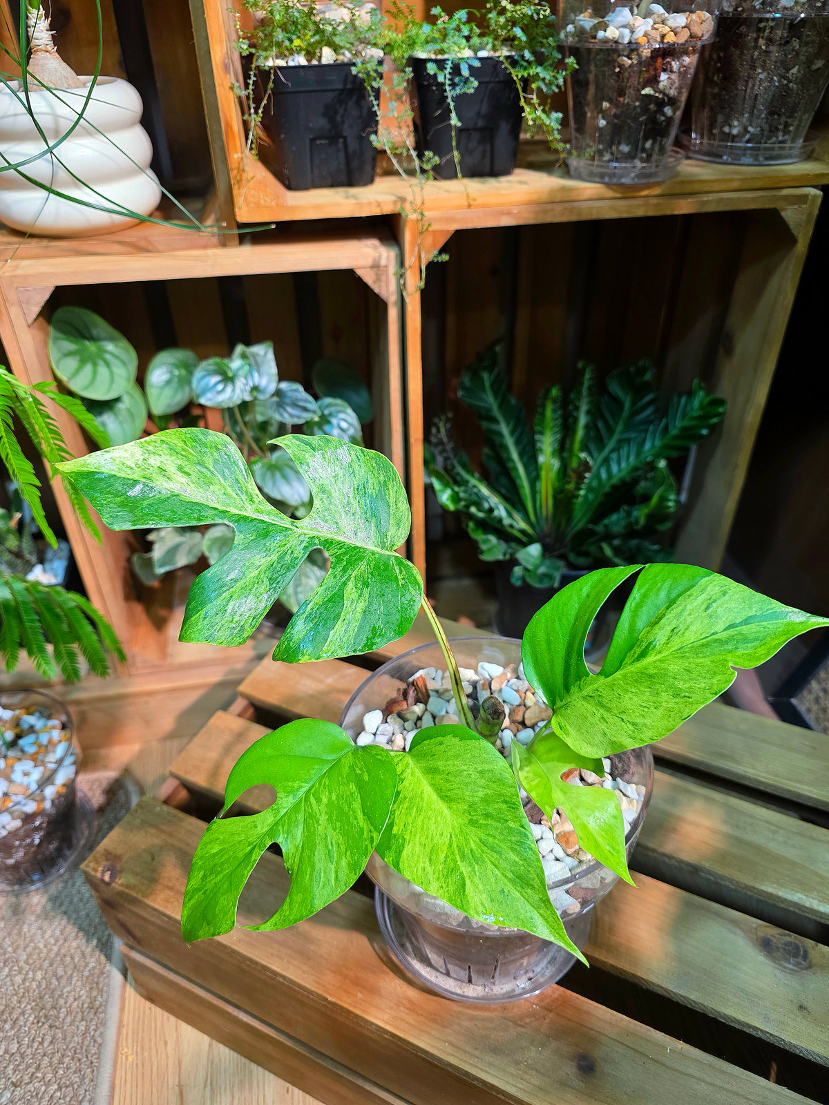 Rhaphidophora tetrasperma aurea variegated 黃錦姬龜背