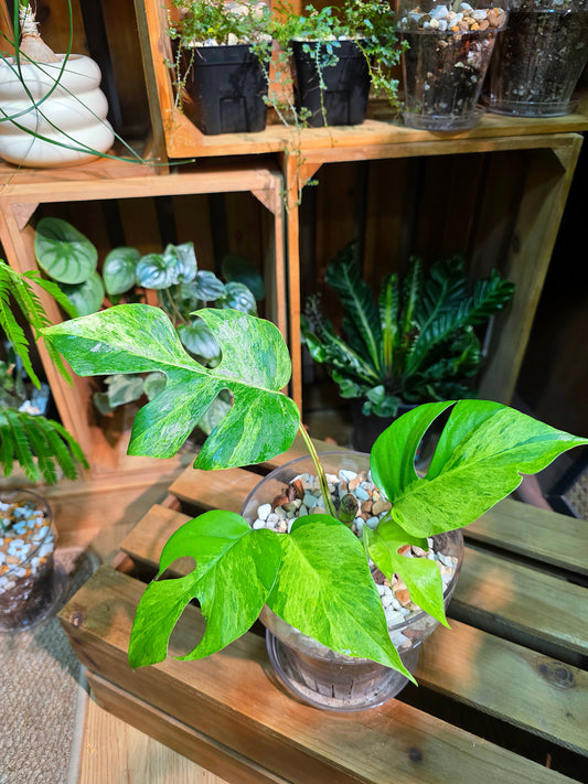Rhaphidophora tetrasperma aurea variegated 黃錦姬龜背