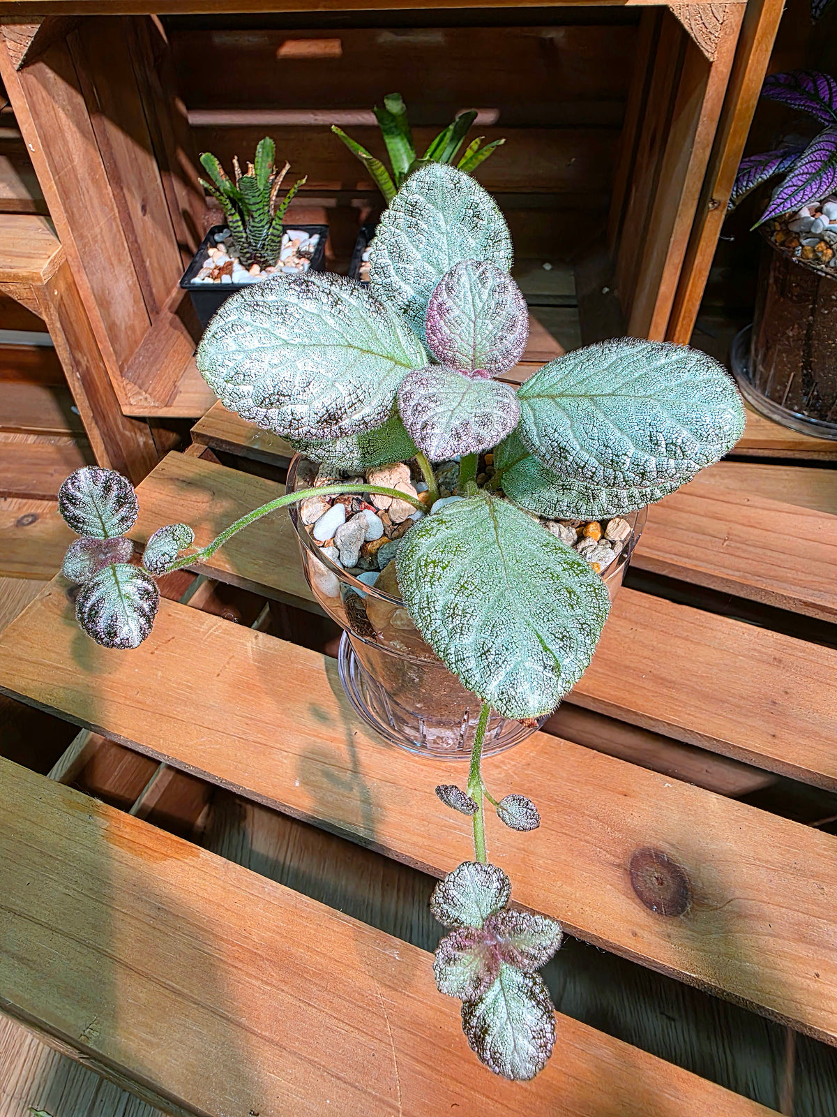 Episcia spp. Silver Tiger