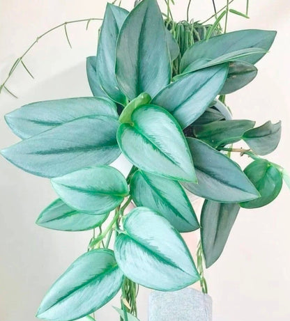 Scindapsus treubii Moonlight 藍月光藤芋