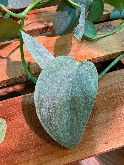 Scindapsus silver hero 銀色英雄銀斑葛
