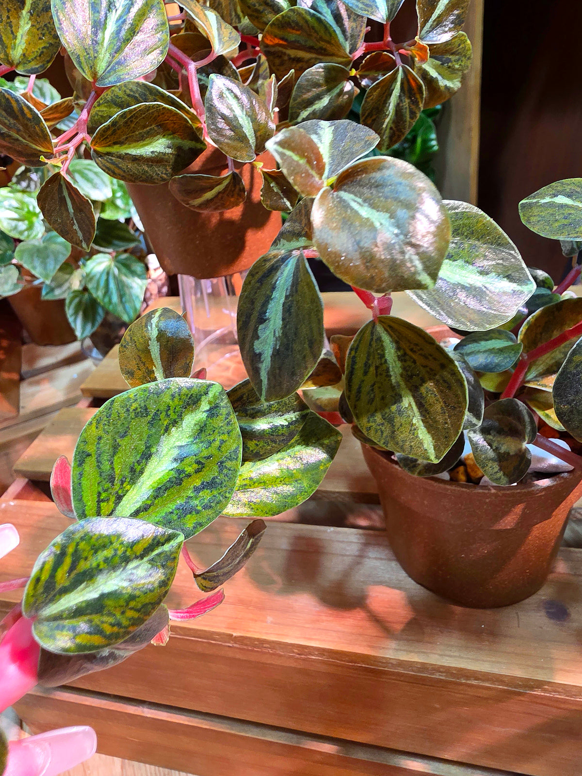 Peperomia metallica variegated 斑葉貓眼石椒草