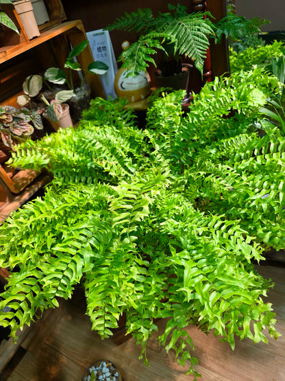 Nephrolepis exaltata 黃金波士頓蕨